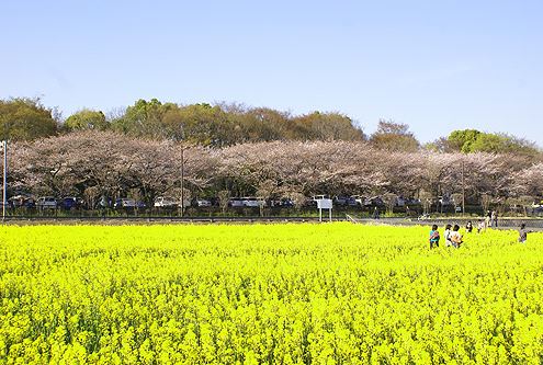 ベルエール大宮盆栽町 公園：市民の森　1000m